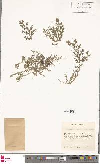 Selaginella denudata image