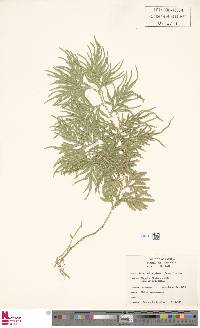 Selaginella plana image