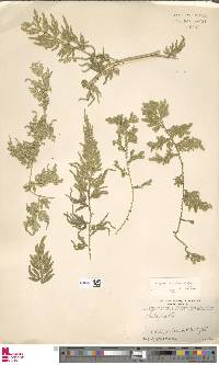 Selaginella willdenowii image