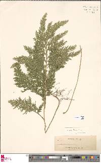 Selaginella fenixii image