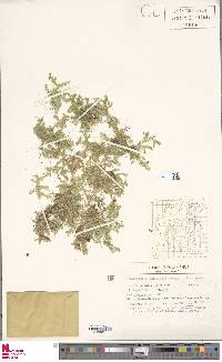 Selaginella dendricola image