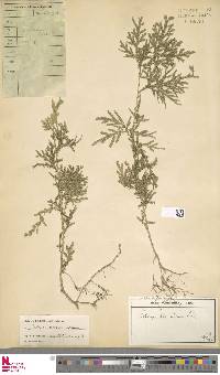 Selaginella plana image