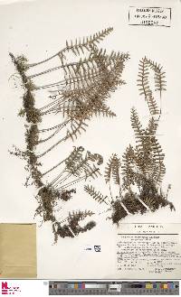 Pleopeltis polypodioides var. polypodioides image