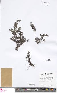 Adiantopsis monticola image
