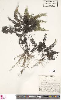 Adiantopsis radiata image