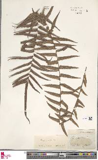 Pteris vittata image