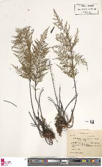 Pityrogramma ochracea image