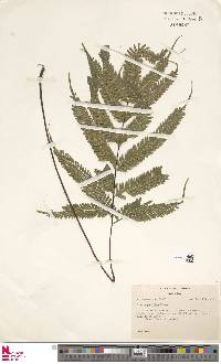 Pteris biaurita subsp. fornicata image