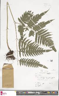 Pteris altissima image