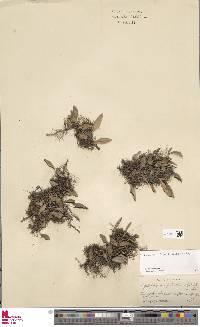 Pyrrosia petiolosa image