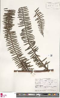 Pteris mertensioides image