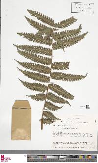 Pteris podophylla image