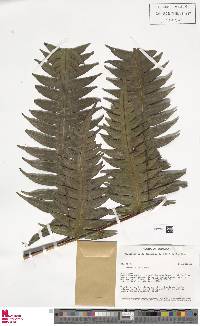 Pteris livida image