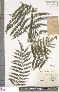 Pteris deflexa image