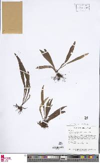 Ananthacorus angustifolius image