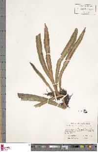 Image of Scoliosorus ensiformis