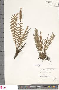 Pleopeltis bombycina image
