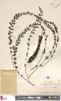 Cheilanthes macleanii image