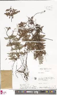 Image of Jamesonia paucifolia