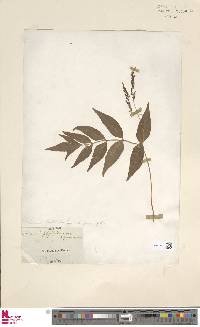 Anemia phyllitidis var. fraxinifolia image