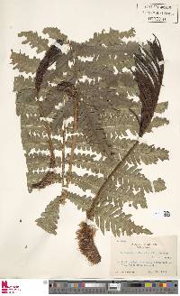 Pentarhizidium orientale image