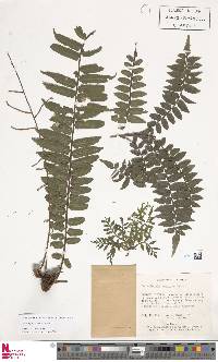 Lomariopsis vestita image