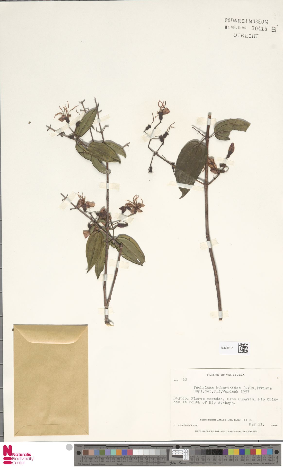 Melastomataceae image