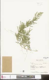 Selaginella poeppigiana image
