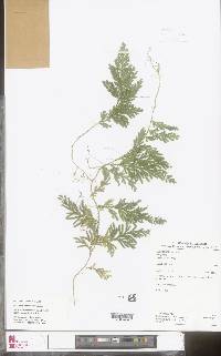 Selaginella conduplicata image