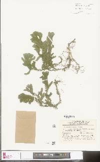 Selaginella epirrhizos image