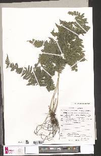 Pteris catoptera image