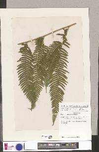 Pteris catoptera image