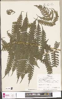 Pteris propinqua image