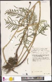 Pteris dentata image