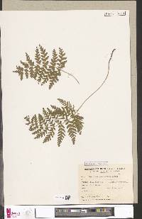 Anemia tomentosa var. anthriscifolia image