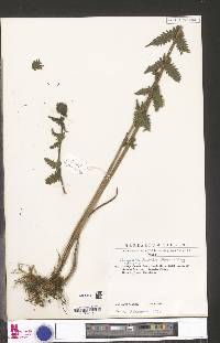 Christella dentata image