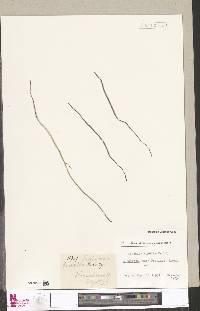 Schizaea tenella image