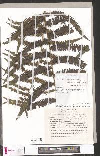 Christella dentata image