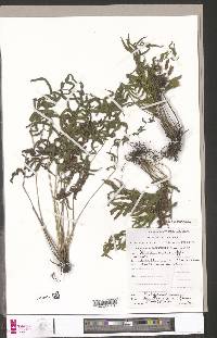 Menisorus pauciflorus image