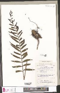 Menisorus pauciflorus image