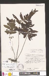 Triplophyllum buchholzii image