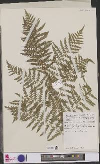 Dryopteris athamantica image