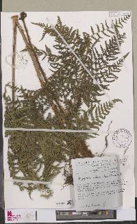 Dryopteris athamantica image