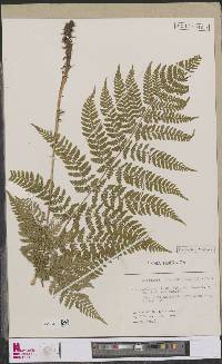 Dryopteris dilatata image