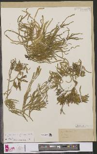 Diphasiastrum wightianum image