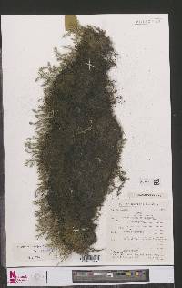 Selaginella caffrorum image