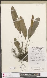 Elaphoglossum lastii image