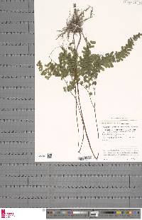 Adiantum patens image