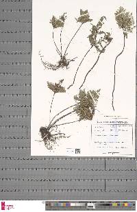 Cheilanthes multifida image