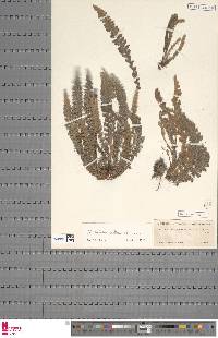 Cosentinia vellea subsp. vellea image